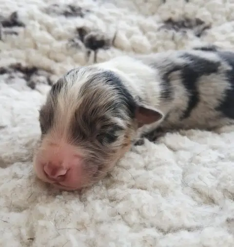 Berger Australien  Chiot 10 Des Regards Brulants photo 2