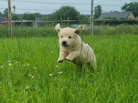 Golden Retriever  Femelle N°1 Des Jardins De Vesco