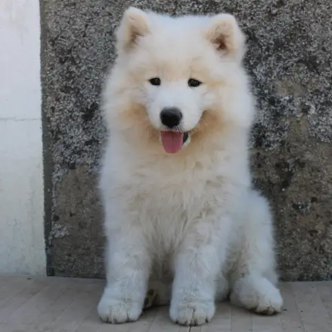 Adopter Samoyède 
                        Dream Of Volkana