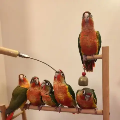 Conure De Molina Eam