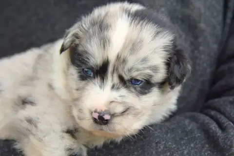 Berger Australien  Bao Red Aussie'Rise