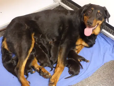 Berger De Beauce  Chiot 3 Du Royaume D'Elsa