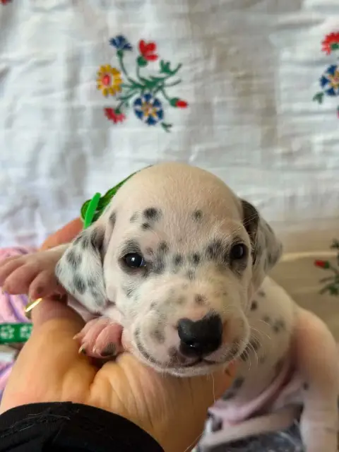 Dalmatien  Collier Vert Des Gardiennes De La Vallée D 96fab