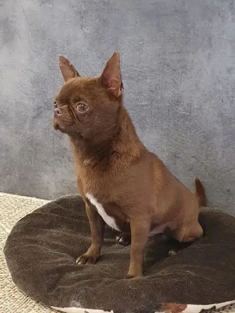Chihuahua  Chiot 1 De La Vallée D'Uria photo 3