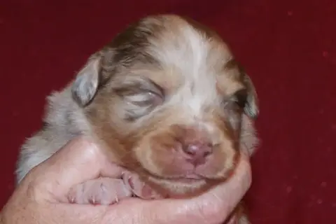 Berger Australien  Mâle Rouge Merle De La Forêt De Co d46af