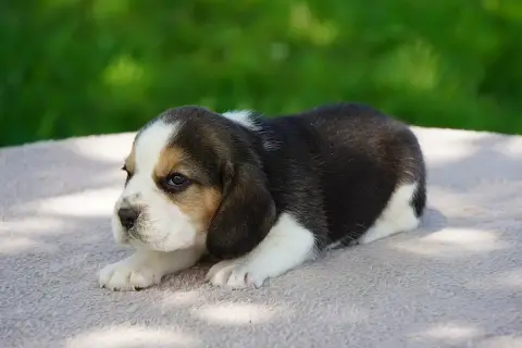 Beagle  Chiot N°4 Forgiveness American Dog photo 2