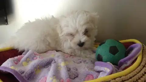 Adopter Bichon Maltais 
                        Chiot N°3 Du  a2e37