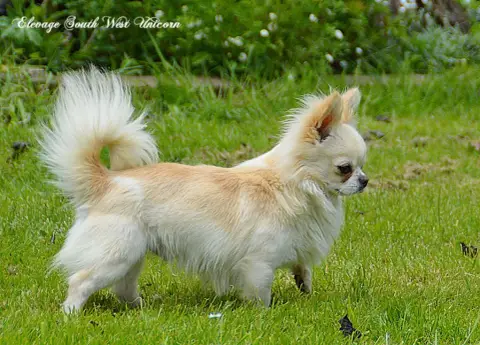 Chihuahua  Chiot N°2 Du Royaume Des Bouviers photo 3