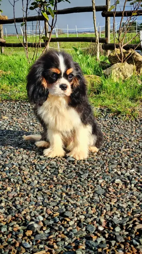 Cavalier King Charles Spaniel  Accroche Coeur Du Doma 18743