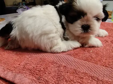 Shih Tzu  Baika Du Jardin Des Perles De Cixi photo 2