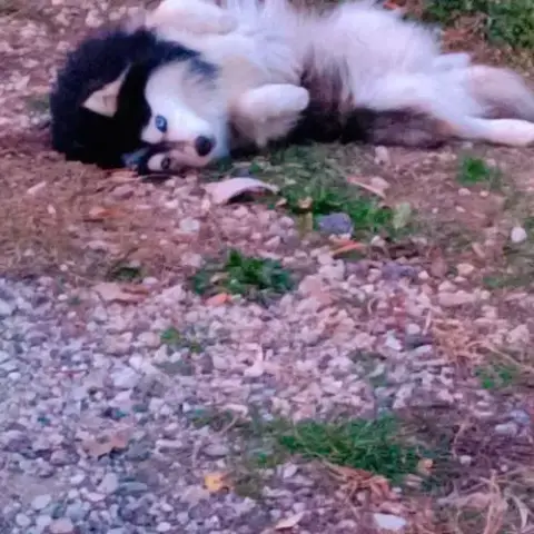 Pomsky F3