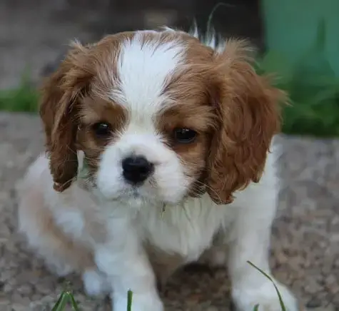 Cavalier King Charles Spaniel  Chiot N°4 Du Domaine D 87e8e
