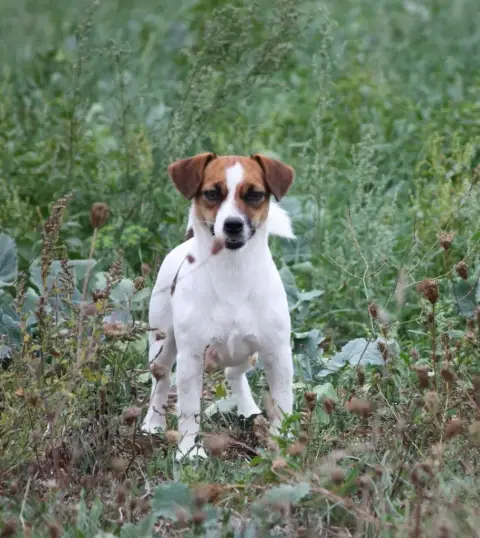 Jack Russell Terrier photo 3