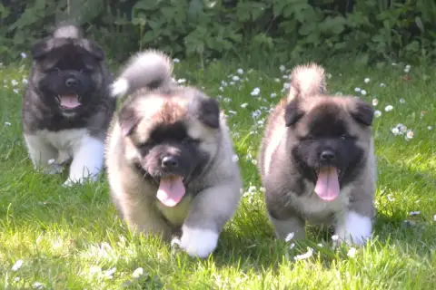 Akita Americain  Bunta Of Bear'S Park photo 2