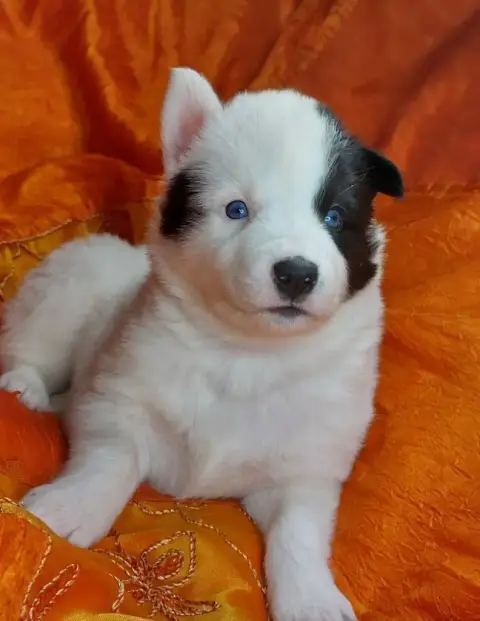 Laika De Iakoutie  Baisse De Prix Top Chiots Laika *  34da5 photo 3