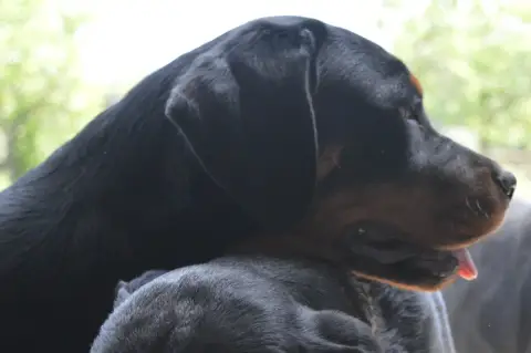 Rottweiler  Astra Des Cheuns Du Saintonge