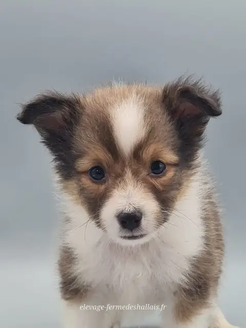 Shetland Sheepdog  Bélénus Du Mont De La Chenaie