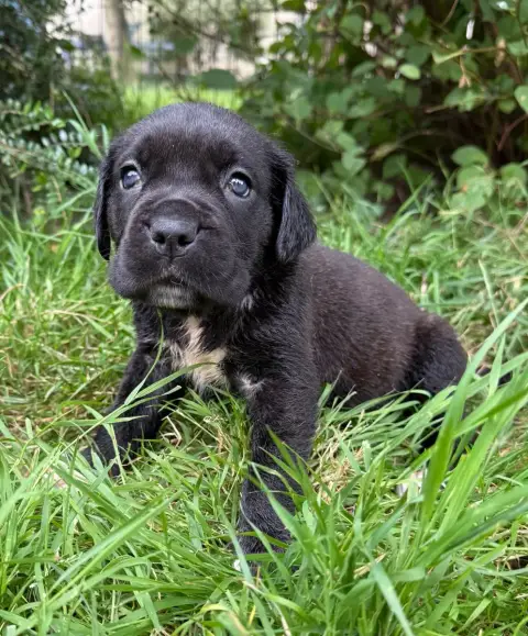 Cane Corso  Chiot N°6 Valma'S Signature photo 2