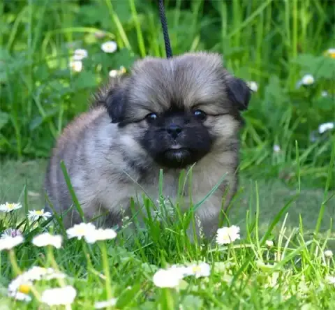 Epagneul Tibetain  Chiot N°4 De Dame Nature photo 3