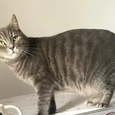 Chat  Gribouille À L Adoption