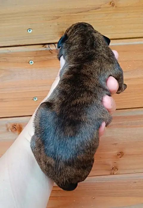 Boxer  Chiot Des Gardiens De Chami photo 2
