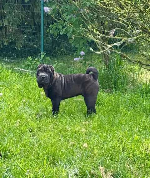 Shar Pei  Arlo Du Silver Crystal photo 3
