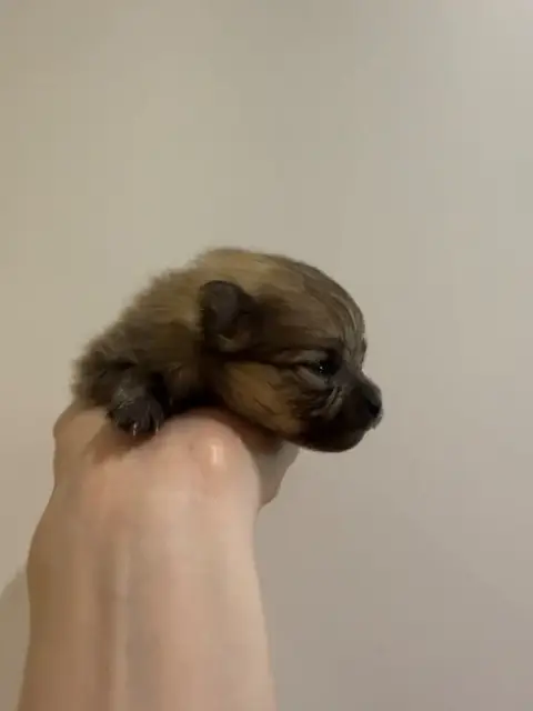 Spitz Allemand  Chiot 2 Des Flocons De Soie Dore photo 2
