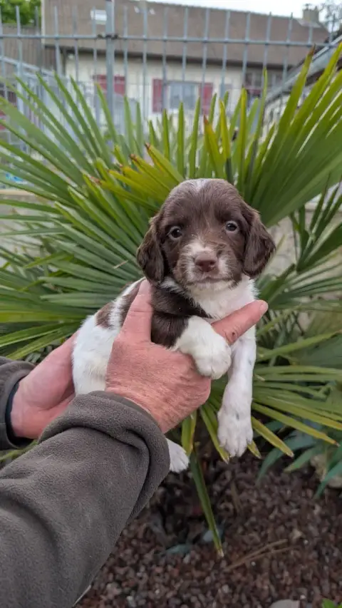 English Springer Spaniel  Chiot N°3 De Torlhak