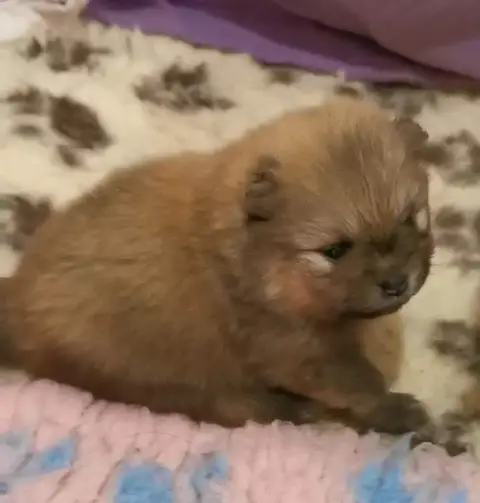 Spitz Allemand  Chiot N°2 Des Spitz'Chouns