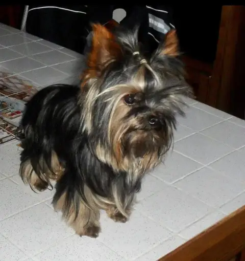 Yorkshire Terrier  Chiot N°4 De La Choupette Family e0634 photo 2