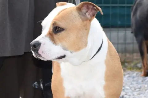 American Staffordshire Terrier  Baguera Des Lys De So 1483b photo 2