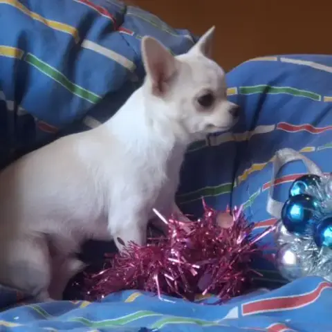 Chiot Chihuahua Lof