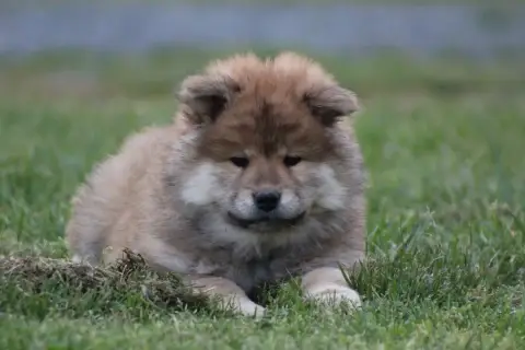 Eurasier  B'Tonka Du Domaine D'Alvheim photo 2