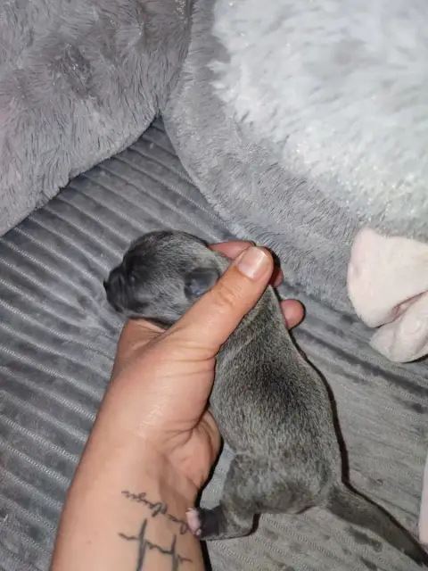 Chihuahua  Chiot 3 Du Gang Des Calinounoux