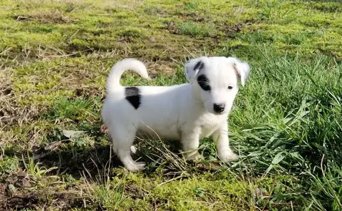 Jack Russell Terrier  Borealis Ancestors Spirits De L a21d2