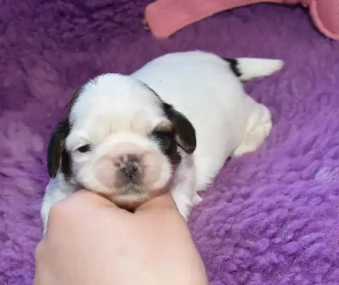 Shih Tzu  Chiot 1 B................ De La Maison Du R 84bc9
