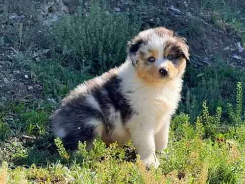 Berger Australien  Chiot N°1 Du Château De L'Amour