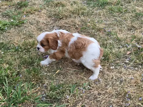 Cavalier King Charles Spaniel  Brioche De Paline photo 3