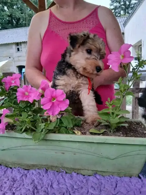 Lakeland Terrier  Balmain Des Regaires photo 2
