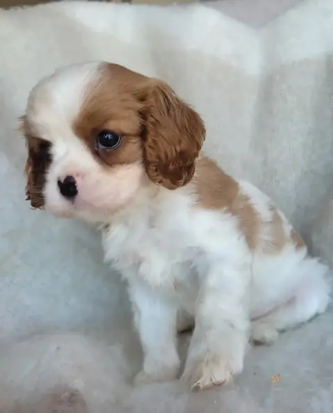 Cavalier King Charles Spaniel  Chiot N°1 Du Domaine D 00aa9 photo 2