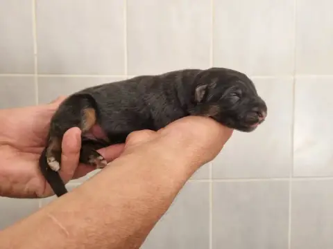 Berger Allemand Poil Long  Chiot 2 De L'Hacienda Del  1fb38