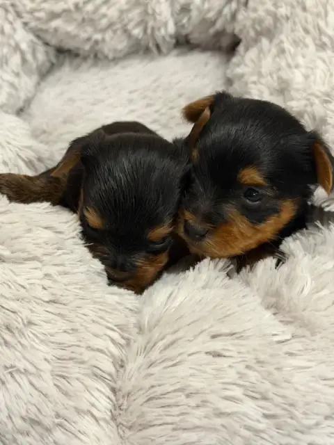 Yorkshire Terrier photo 2