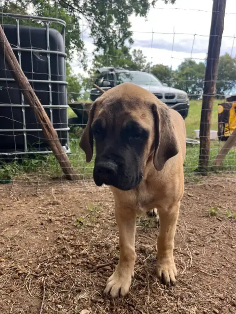 Mastiff  Bambi