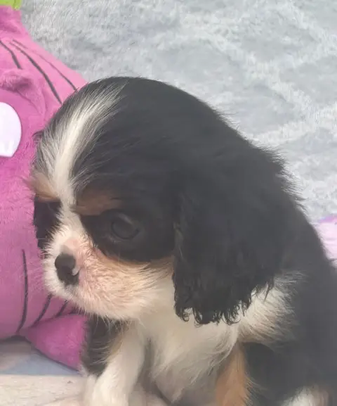 Cavalier King Charles Spaniel  Chiot N°5 D'Ysatis photo 2