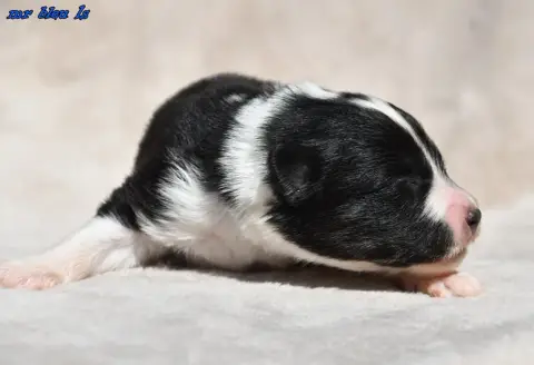 Laika De Iakoutie  Chiot 5 Des Legendes De Retz photo 2