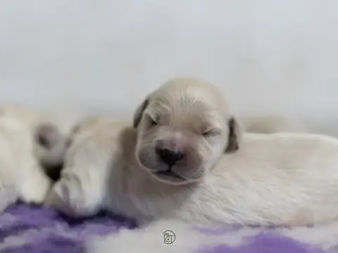 Golden Retriever  Goldheaven Gold Heaven