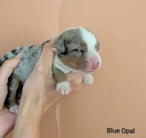 Berger Américain Miniature  Blue Opal Of The Real Hap c54e8