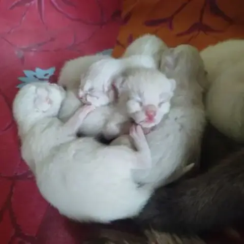 Chaton Siamois Birmanie