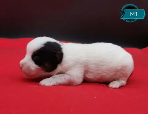 Jack Russell Terrier 
                        B.. Des 81038 photo 2