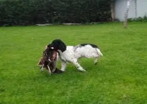 English Springer Spaniel  B Brush Master photo 2